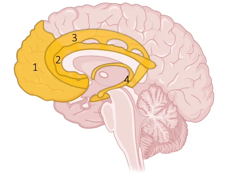 Socio-emotional